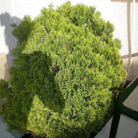Joanna Bali (Crete)